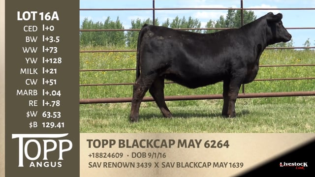 Lot #16A - TOPP BLACKCAP MAY 6264