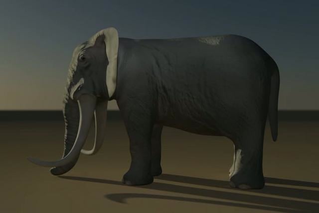 Elephant Rotation on Vimeo