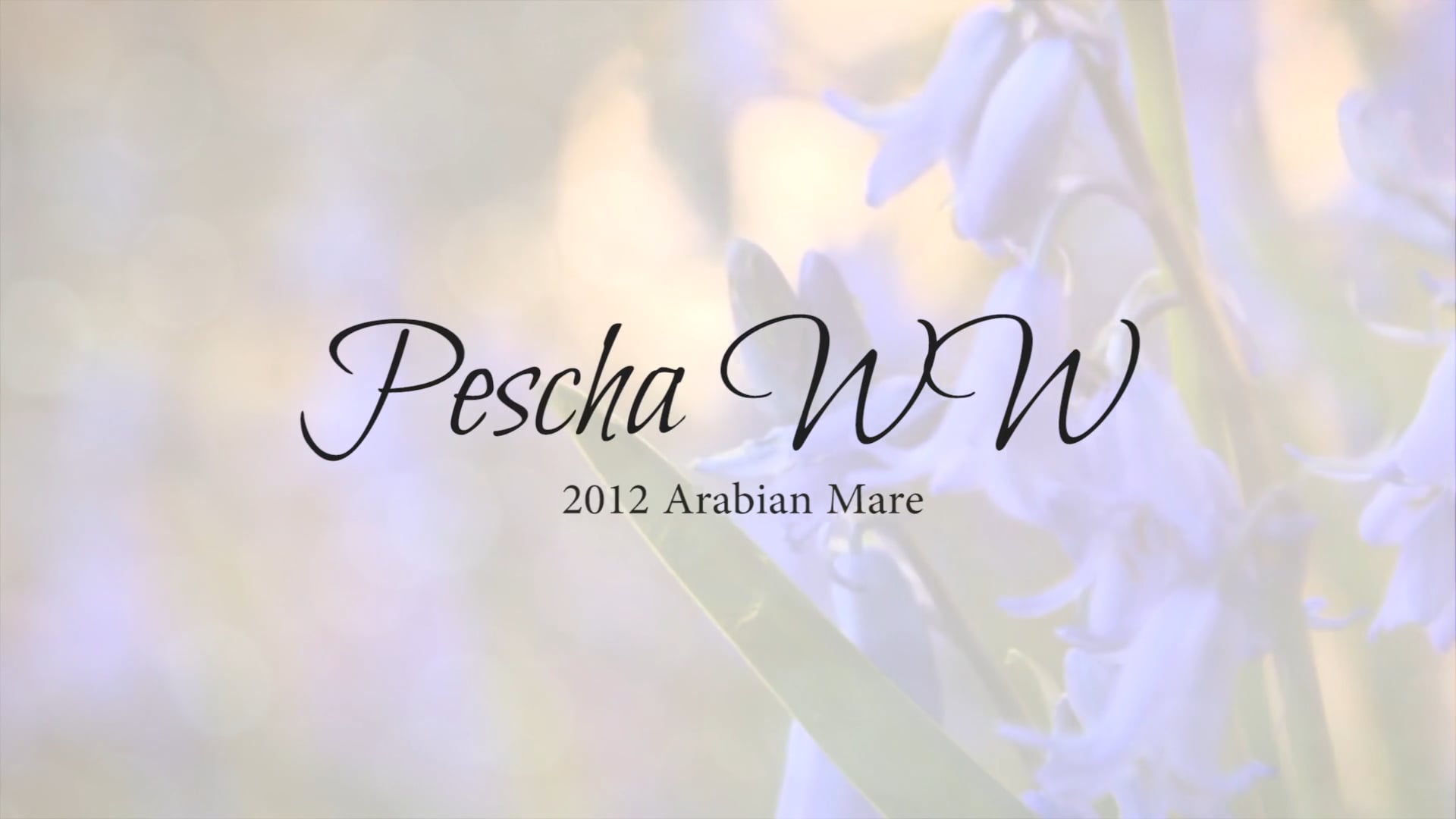 Pescha WW on Vimeo