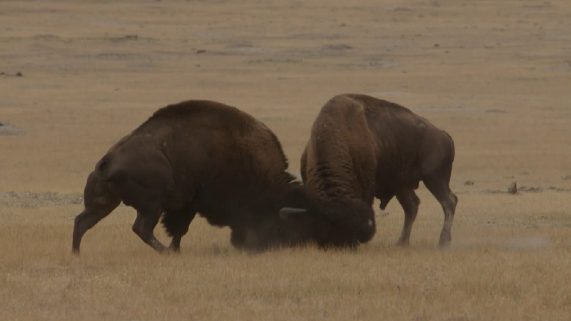 Bison Mating Season on Vimeo