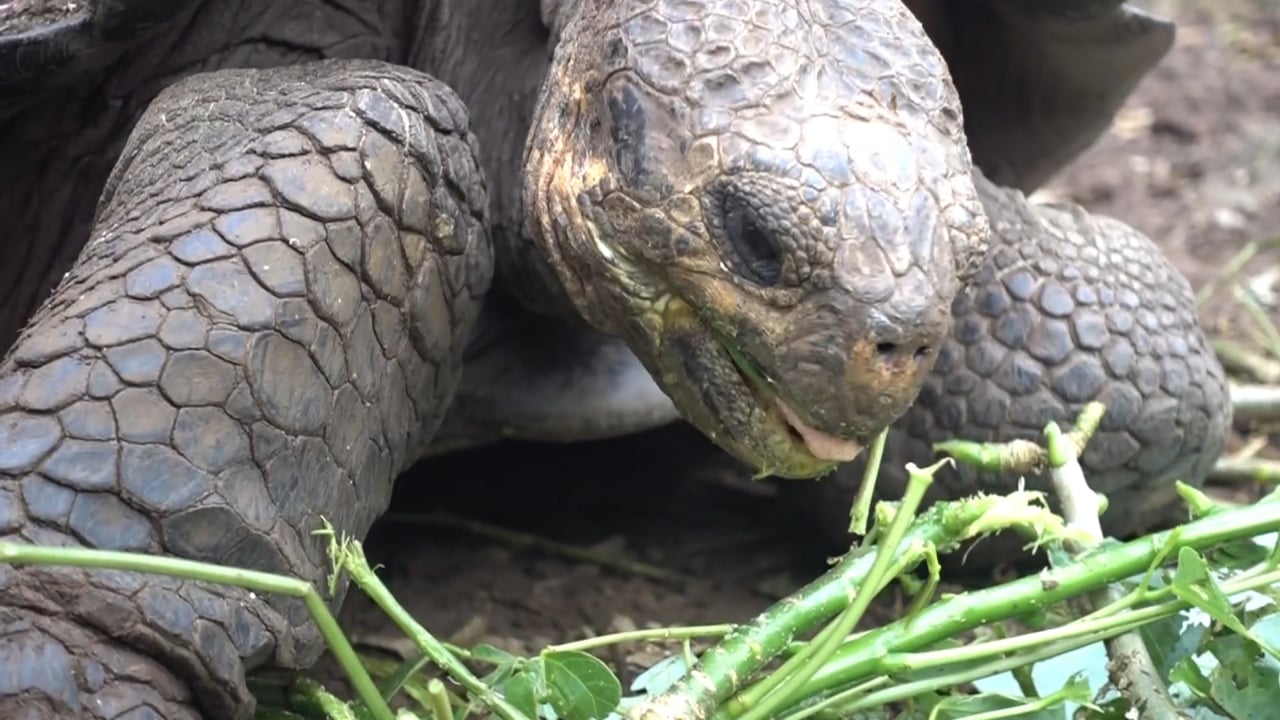 Galapagos Great Tortoise Eating - 1