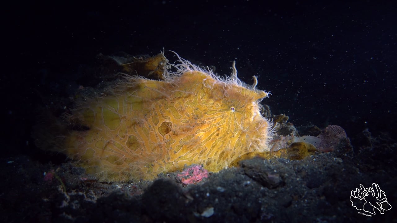 Critters of the Lembeh Strait | 2017 July Highlights