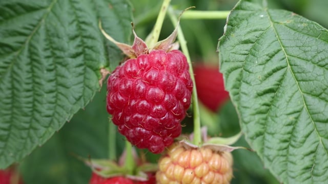 Raspberry Berry Ripe - Free video on Pixabay