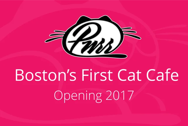 The Passionate Foodie: Rant: Should We Have Cat Cafes in Boston?