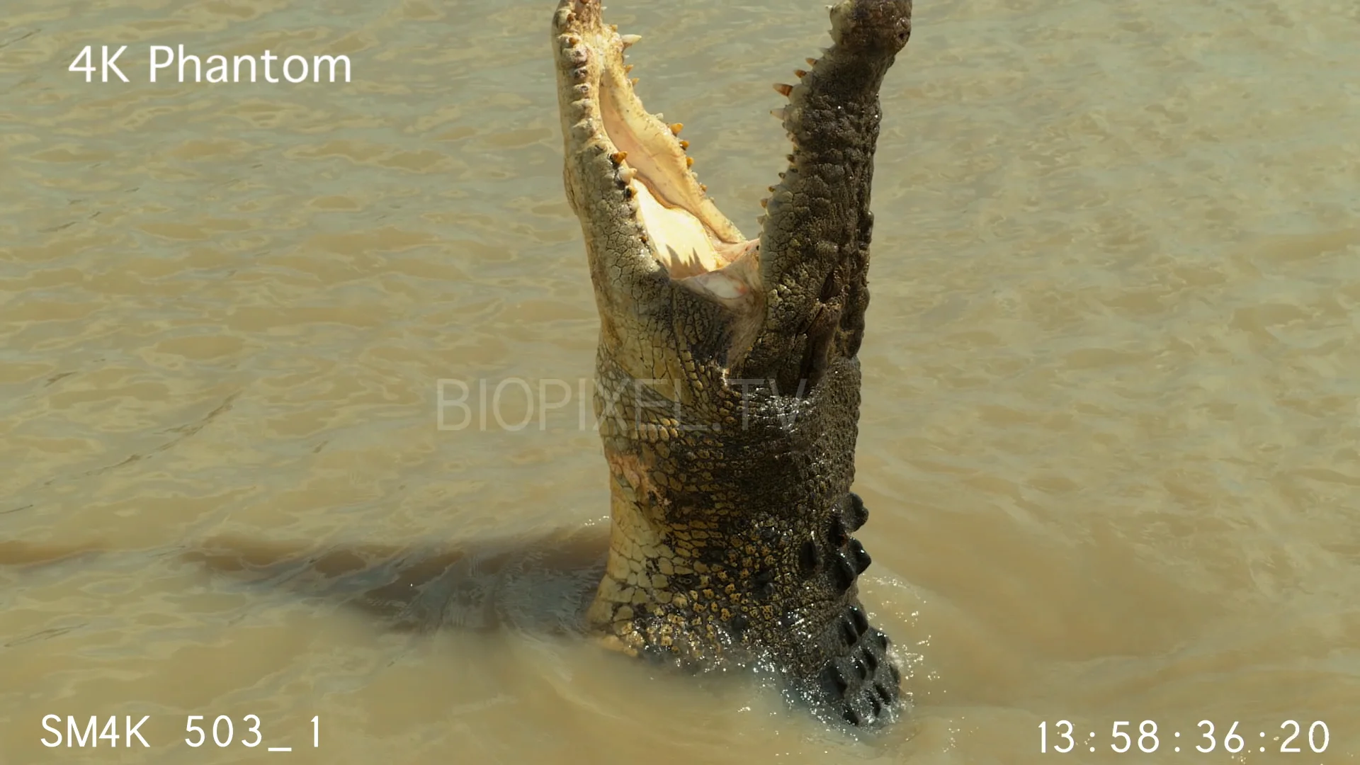 4K High Speed - Saltwater crocodile leaping for food on tourist boat 4K ...