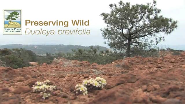 Conservation Production: Torrey Pines Assoc.: Dudleya Brevifolia