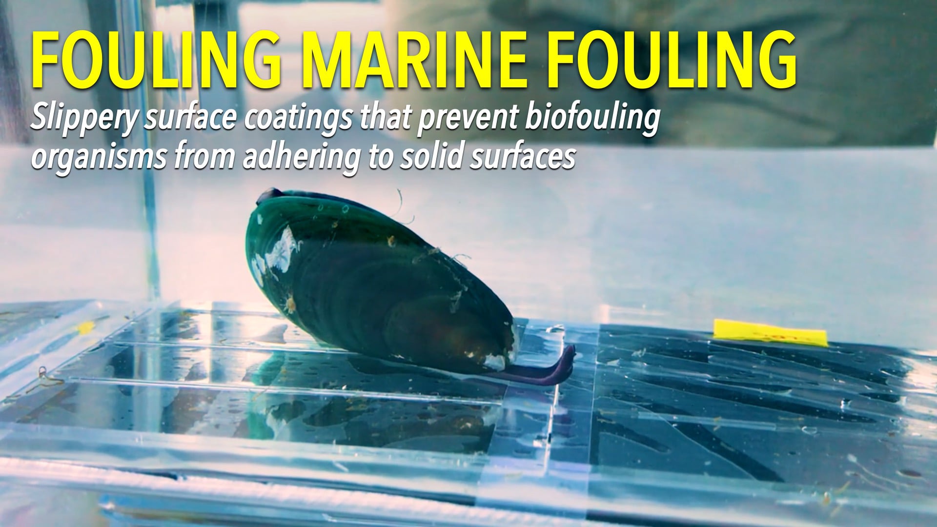 Fouling Marine Fouling