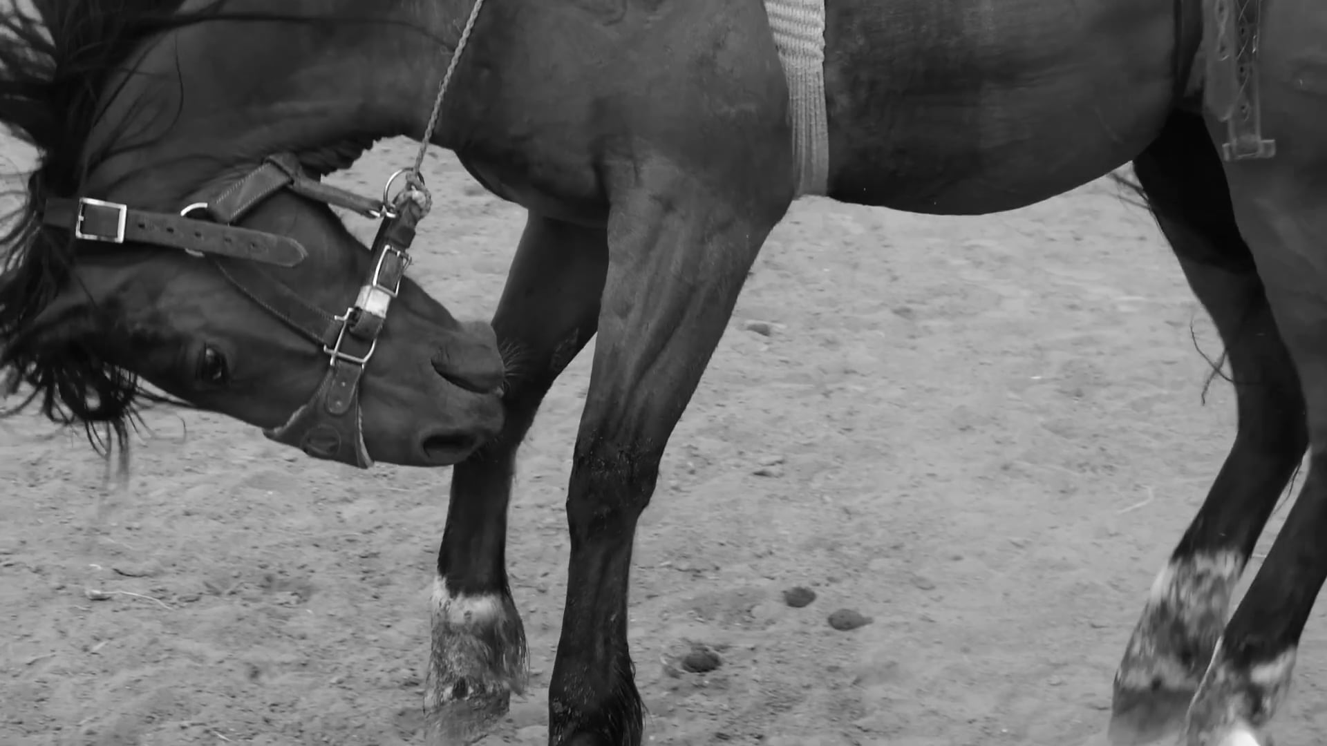 Feek's Vision - Official Film Trailer