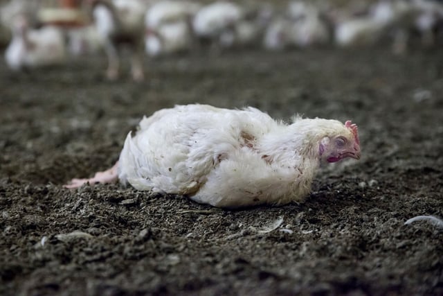 Hähnchenmast: 42 Tage Hölle – Undercover-Recherche von Animal Equality