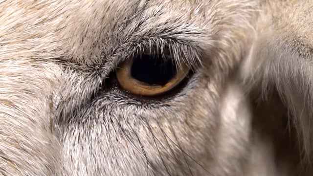 People hate cruelty to animals, so why do we do it?