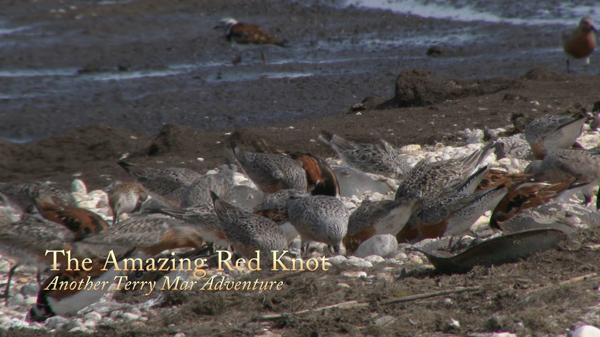 Red Knot Movie Another Terry Mar Adventure on Vimeo