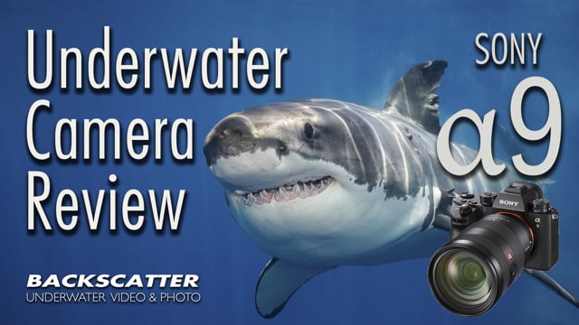 Sony A9 Underwater Camera Review