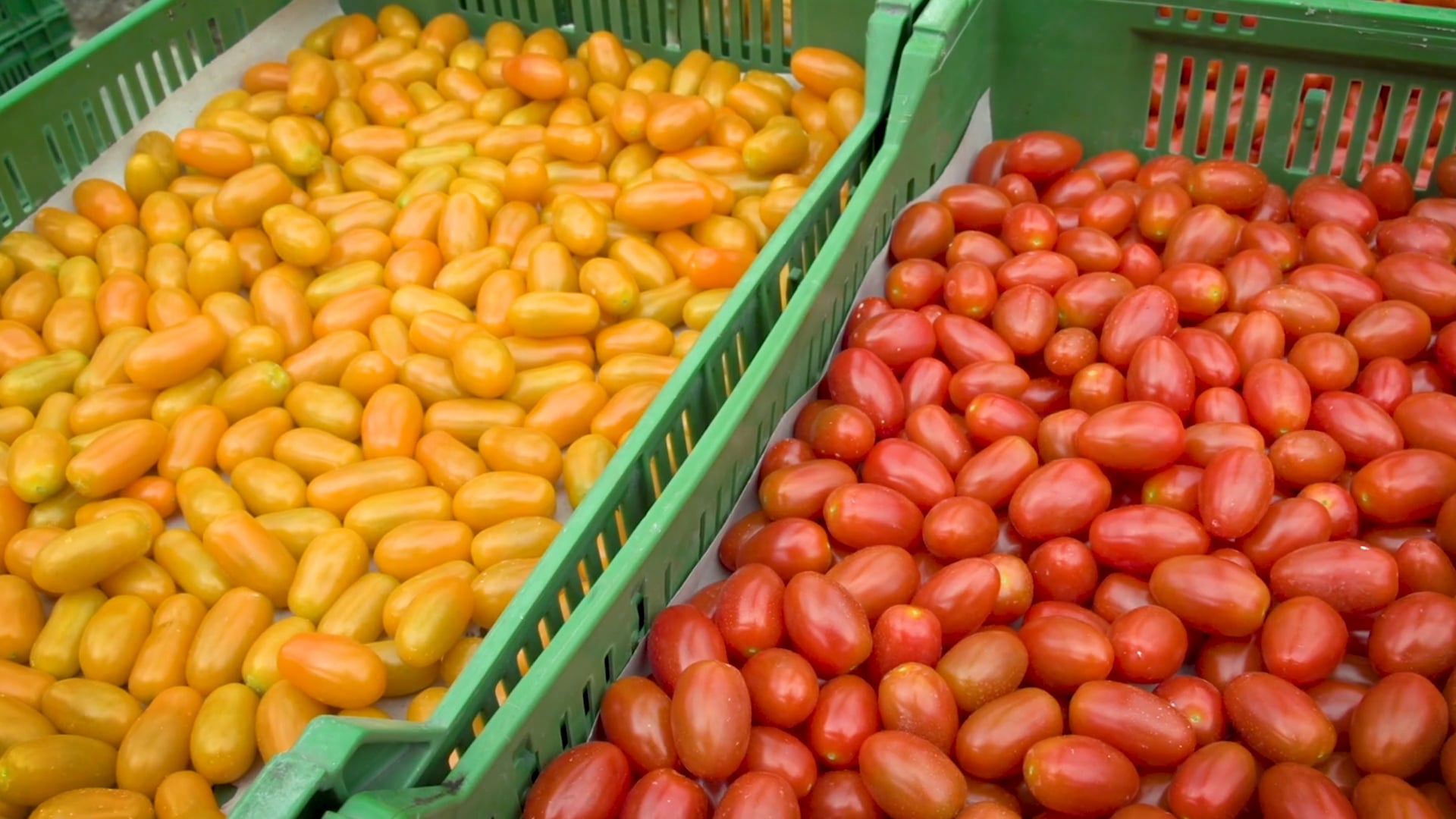 Rathgeb.Bio | Tomaten Im Gewächshaus. Vom Hummeli Bis Zur Ernte. Auch ...