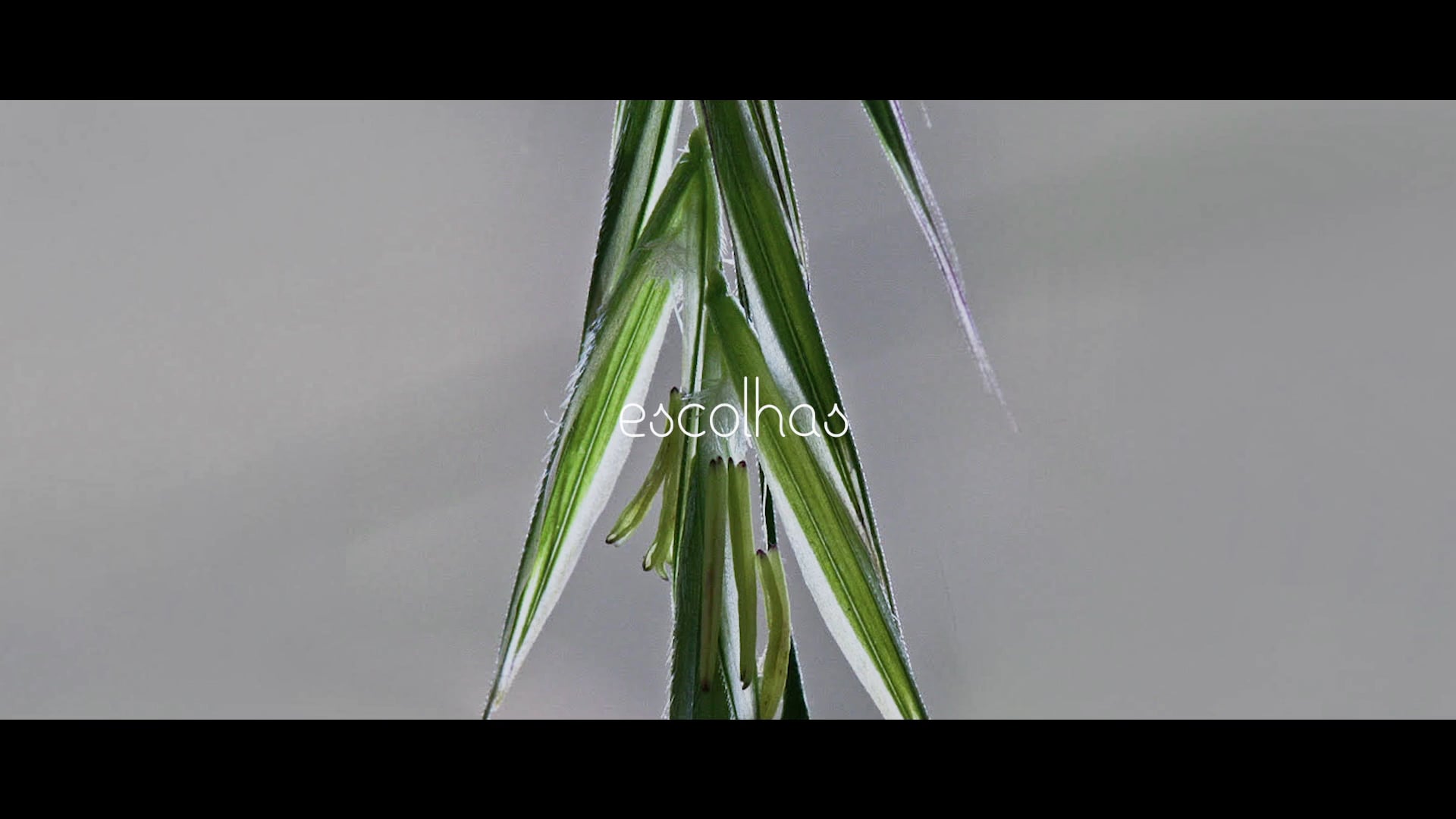 ESCOLHAS_WILD OAT