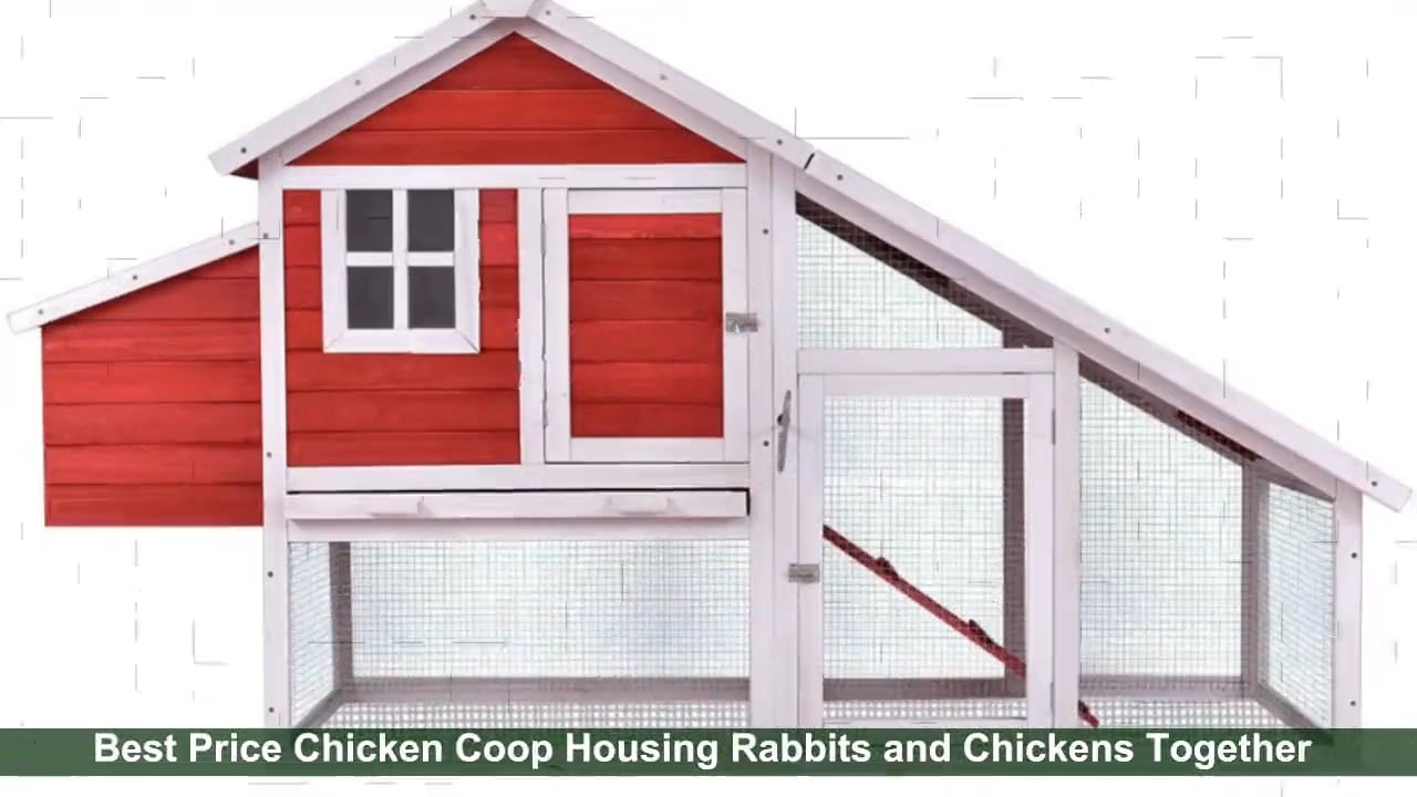Best Price Chicken Coop Housing Rabbits and Chickens Together on Vimeo