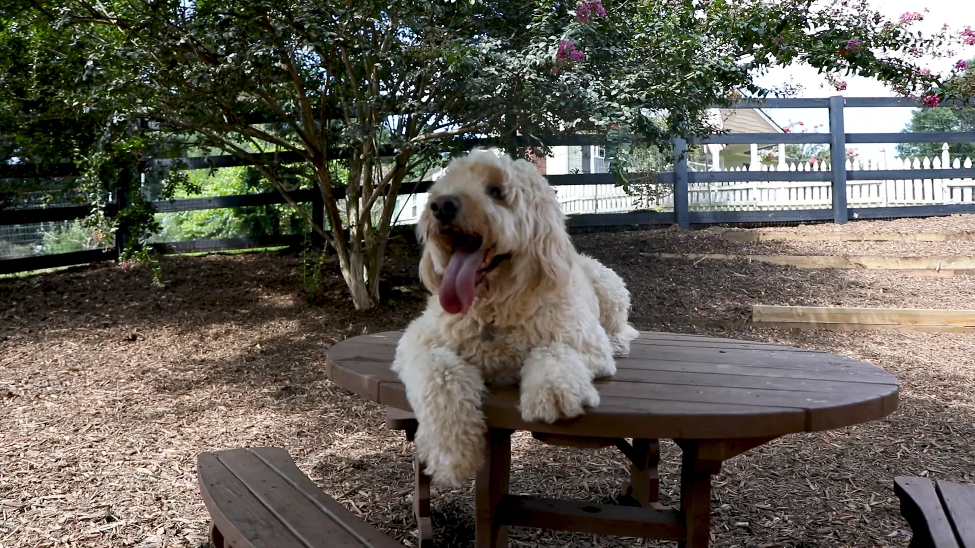 Pampered Pet Care on Vimeo