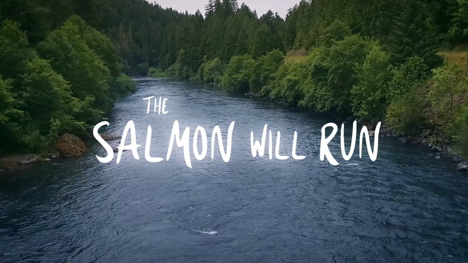 THE SALMON WILL RUN