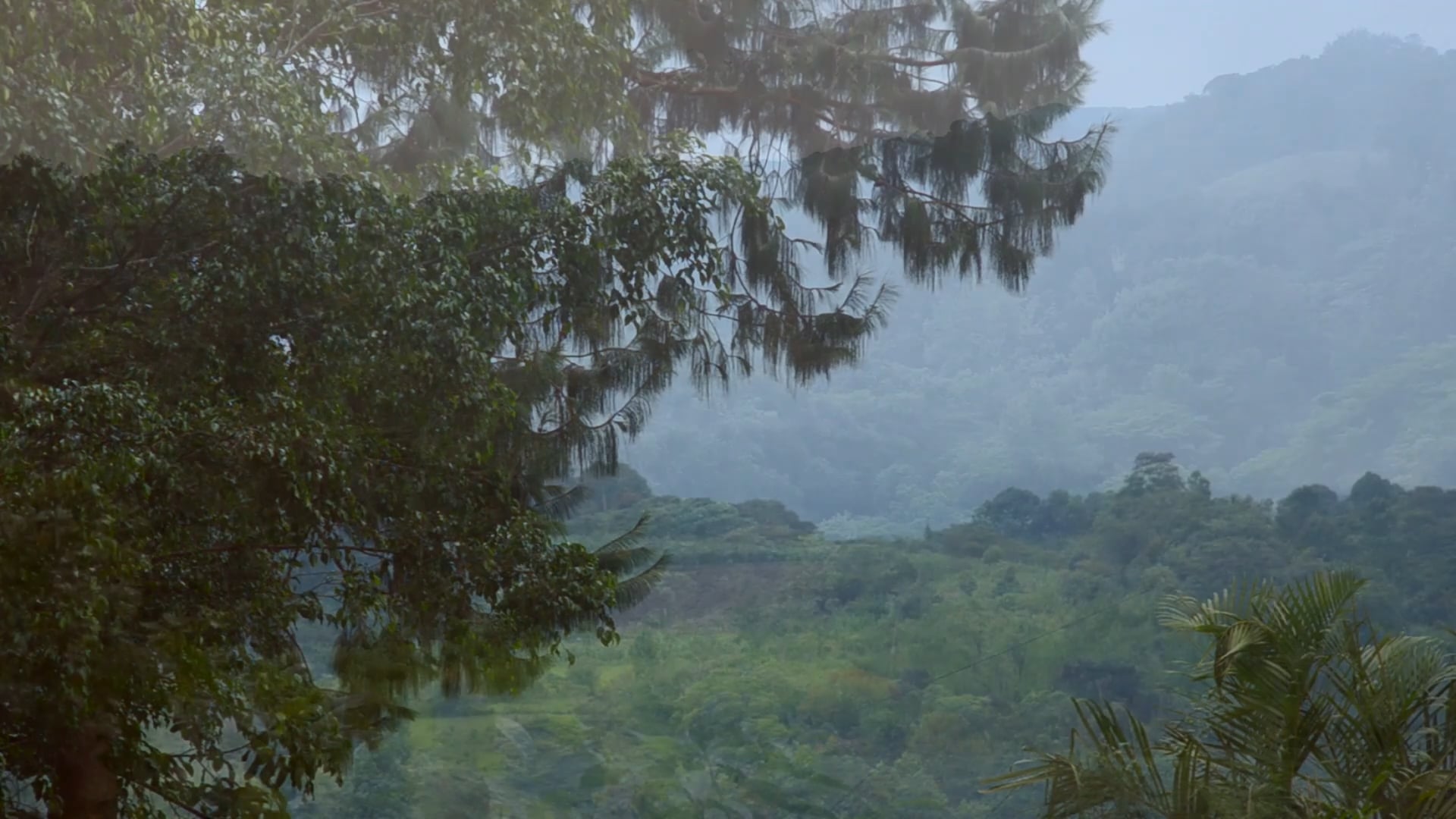 El guardián del bosque