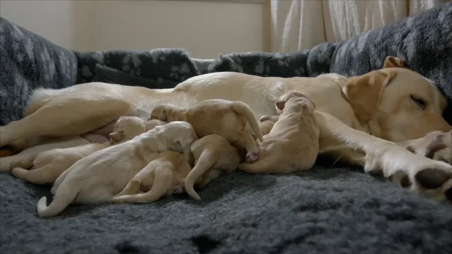 Mother of dogs and her pups feeding off her to represent the topic on responsible breeding