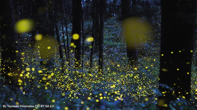 How do fireflies glow? - Morgridge Institute for Research