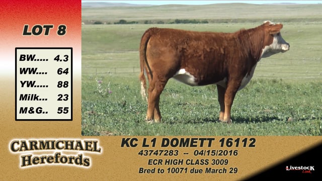 Lot #8 - KC L1 Domett 16112