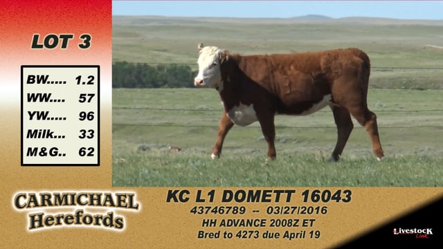 Lot #3 - KC L1 Domett 16043