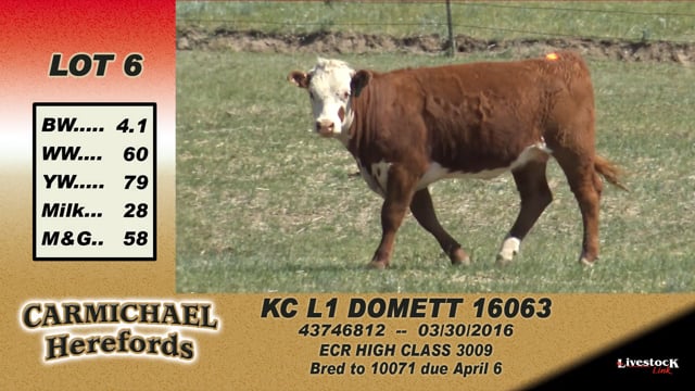 Lot #6 - KC L1 Domett 16063