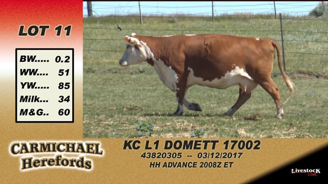 Lot #11 - KC L1 Domett 17002