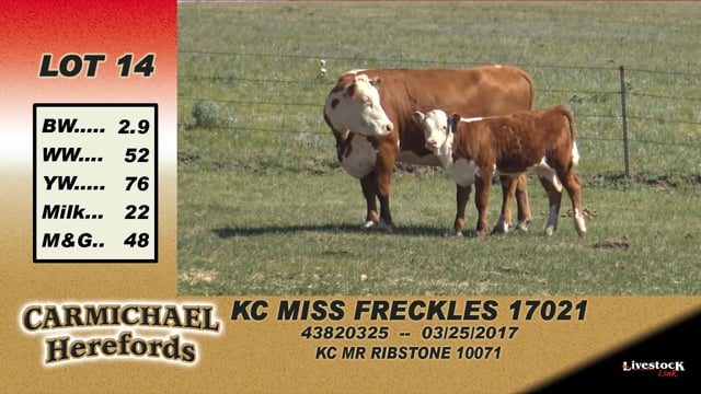 Lot #14 - KC Miss Freckles 17021