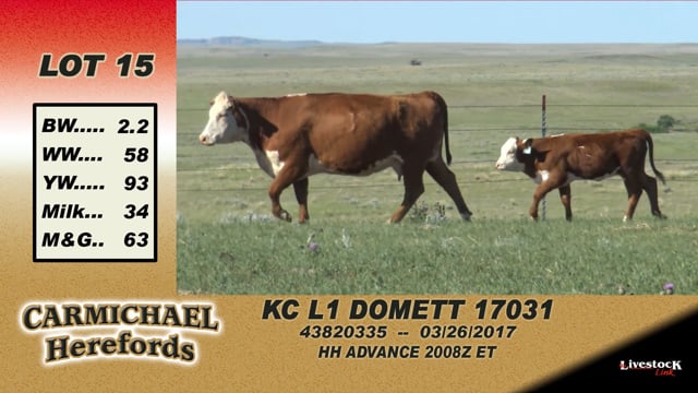 Lot #15 - KC L1 Domett 17031