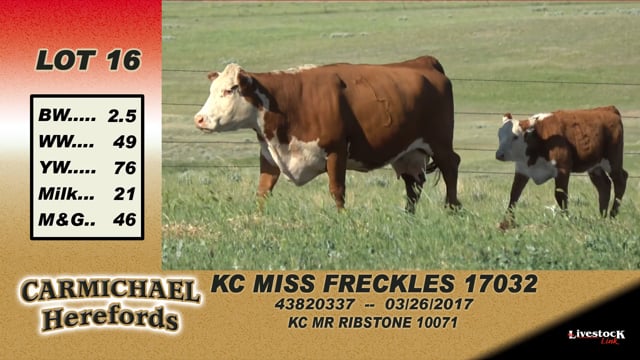 Lot #16 - KC Miss Freckles 17032