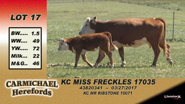 Lot #17 - KC Miss Freckles 17035