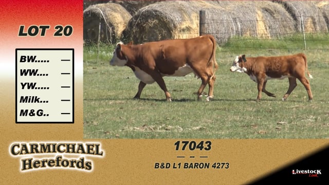 Lot #20 - 17043