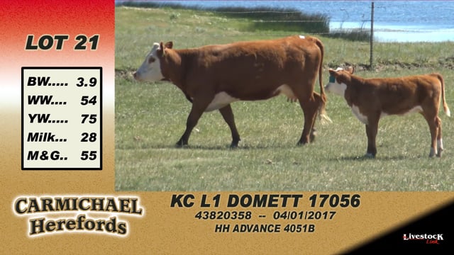 Lot #21 - KC L1 Domett 17056