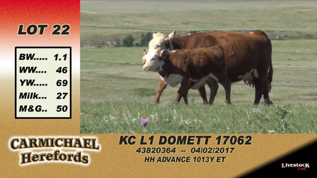 Lot #22 - KC L1 Domett 17062