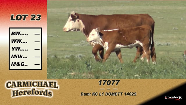 Lot #23 - 17077