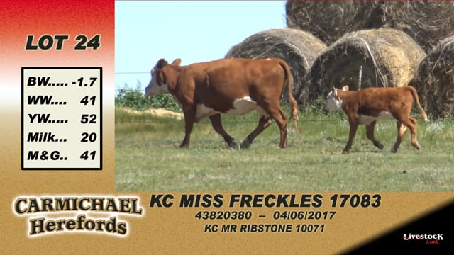 Lot #24 - KC Miss Freckles 17083