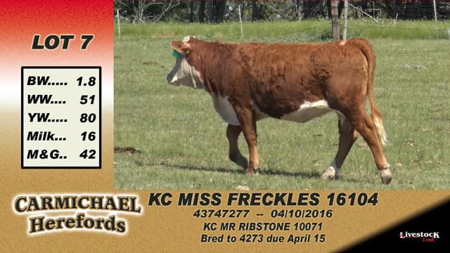 Lot #7 - KC Miss Freckles 16104