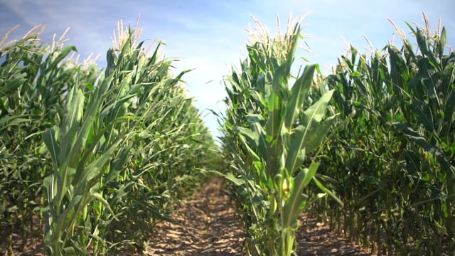 Eco-Drip - Customer Success Story