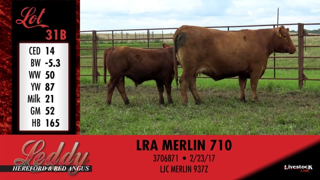 Lot #31 - LRA MS REDEMPTION 520