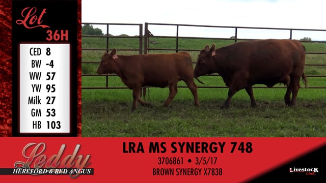 Lot #36 - LRA MS NEW DIRECTION 560