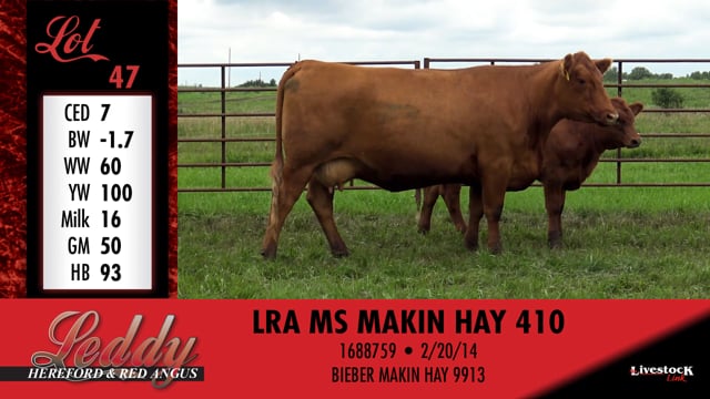 Lot #47 - LRA MS MAKIN HAY 410