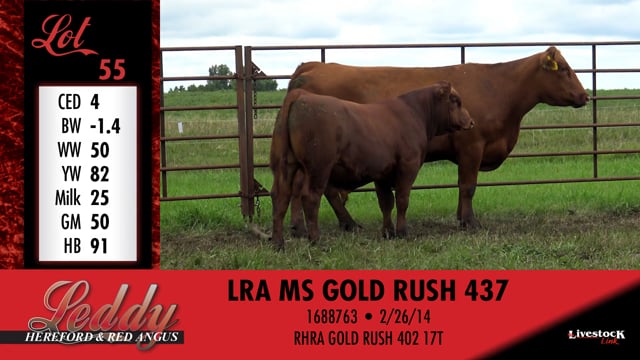 Lot #55 - LRA MS GOLD RUSH 437