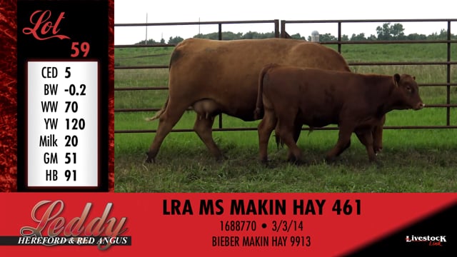 Lot #59 - LRA MS MAKIN HAY 461