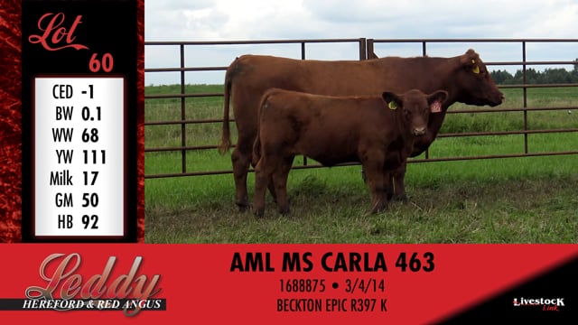 Lot #60 - AML MS CARLA 463