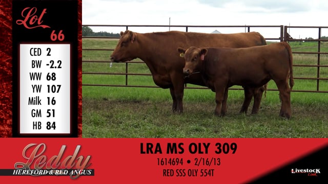 Lot #66 - LRA MS OLY 309