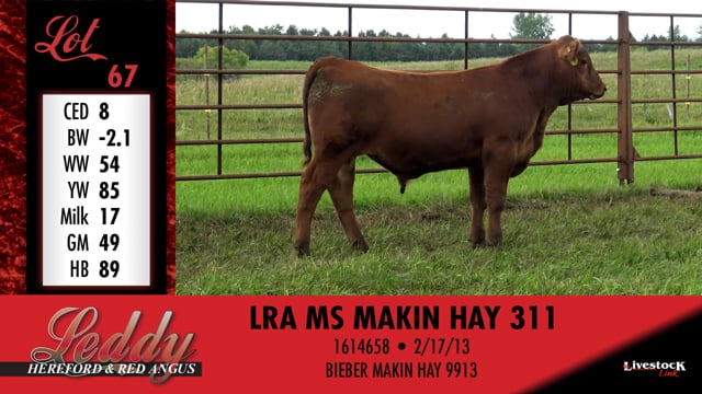 Lot #67 - LRA MS MAKIN HAY 311