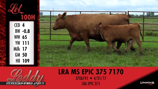 Lot #100 - LRA MS MAKIN HAY 172