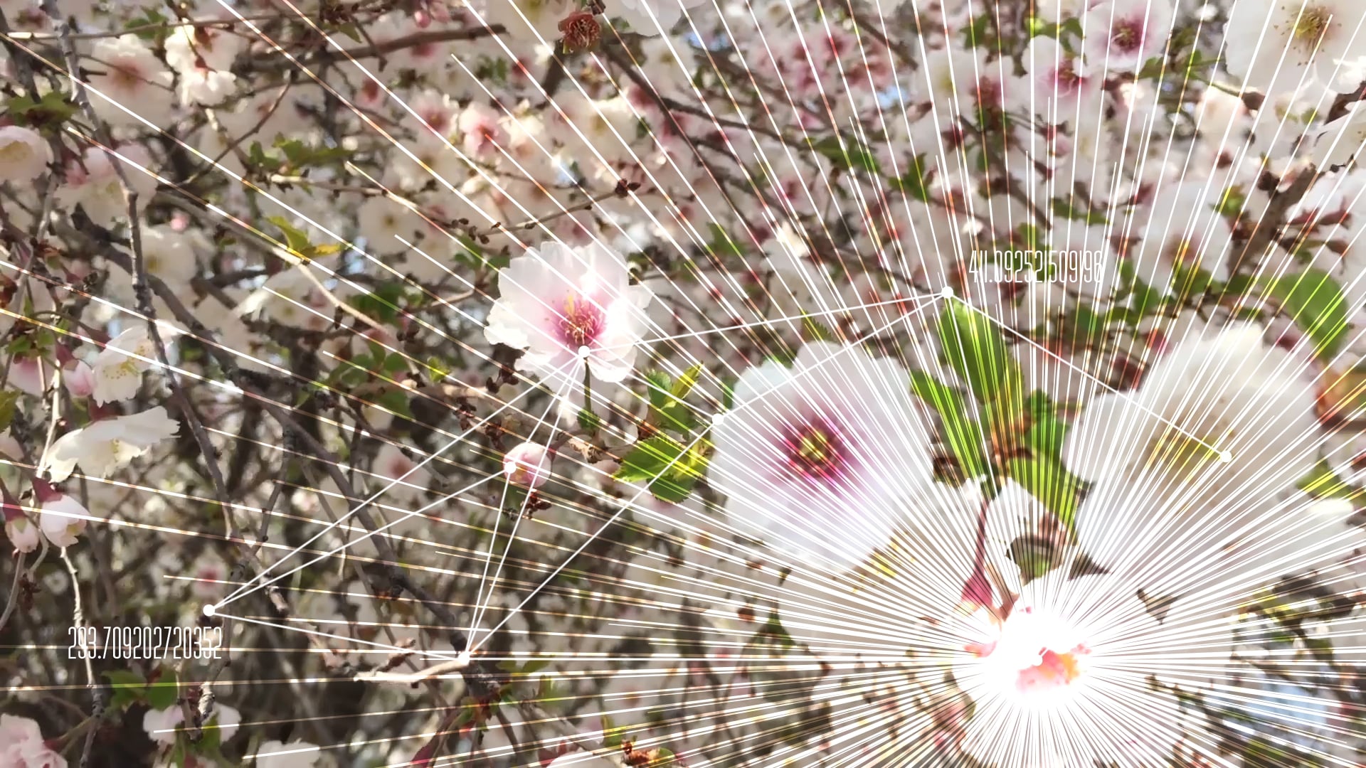 Blossoms on the Charles, Geometry, Lines, Tracking