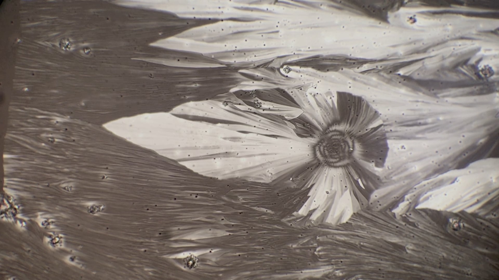 Nautilus on the Shore - Crystallization of Ferrous Sulfate Heptahydrate